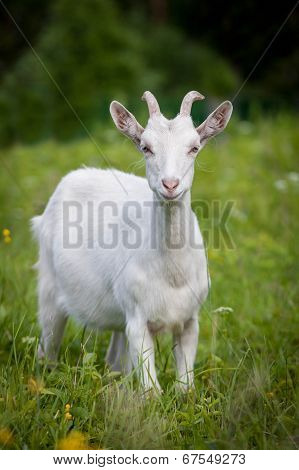 Cute young white goat