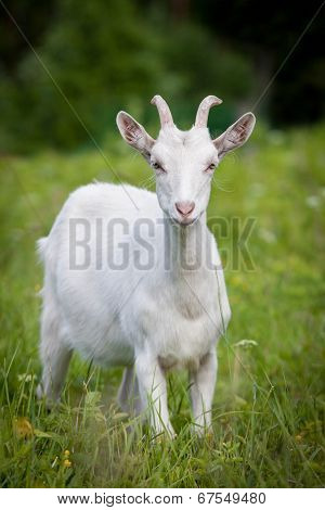 Cute young white goat