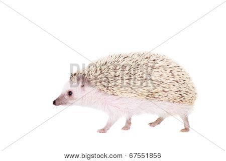 Domesticated hedgehog or African pygmy