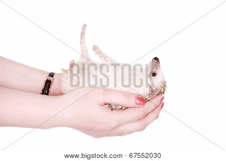 Domesticated hedgehog or African pygmy in hand