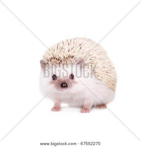 Domesticated hedgehog or African pygmy