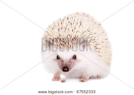 Domesticated hedgehog or African pygmy