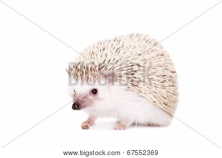 Domesticated hedgehog or African pygmy