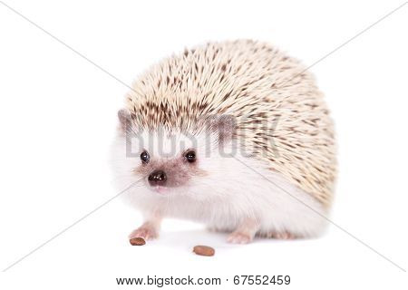 Domesticated hedgehog or African pygmy