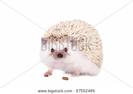 Domesticated hedgehog or African pygmy