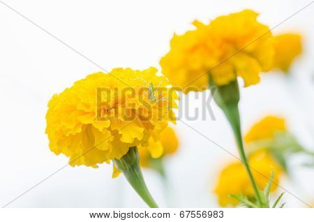 Marigolds Or Tagetes Erecta Flower