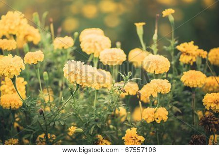 Marigolds Or Tagetes Erecta Flower Vintage