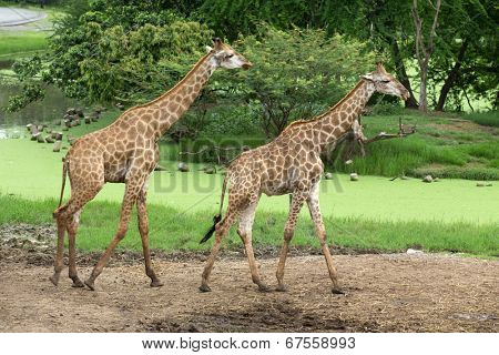 giraffes in the zoo safari park