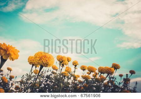 Marigolds Or Tagetes Erecta Flower Vintage
