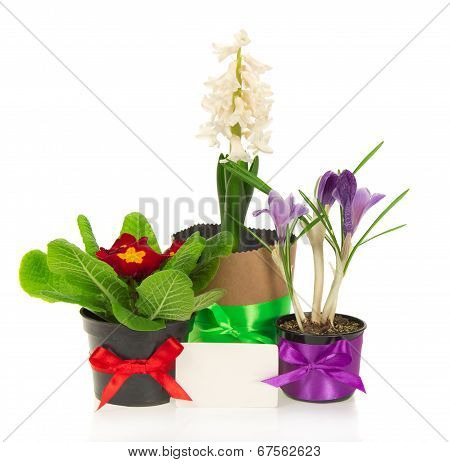 Pots with the flowers, decorated by tape