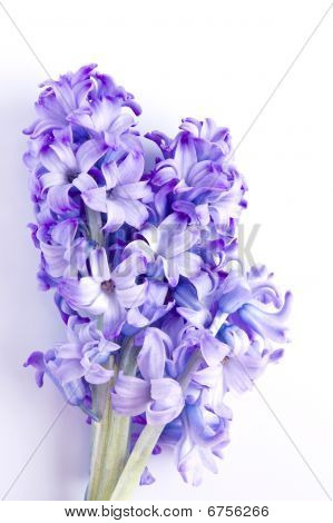 Hyacinth Flower On White Background
