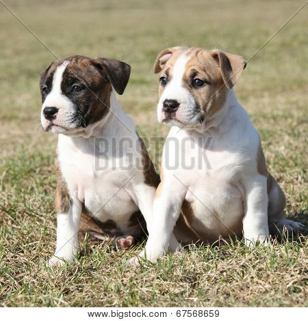 Two Nice Little Puppies Of American Staffordshire Terrier Together