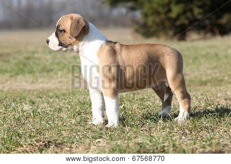 Gorgeous Little Puppy Of American Staffordshire Terrier Standing In Nature