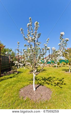 Blooming Apple-tree (malus Beliy Naliv)