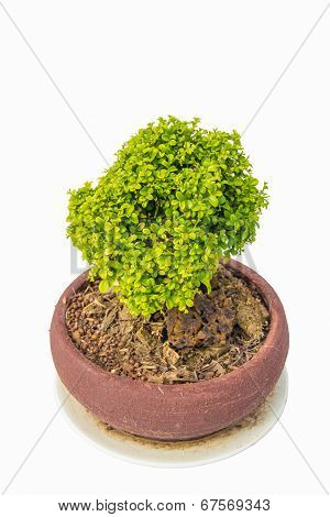 Small Green Decorative Tree Isolated
