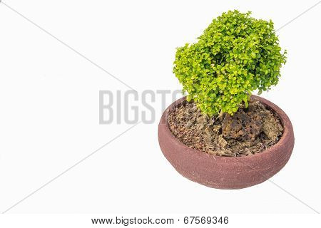Small Green  Tree.