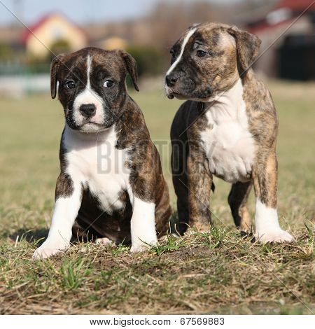 Two Nice Little Puppies Of American Staffordshire Terrier Together