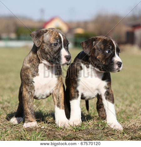 Two Nice Little Puppies Of American Staffordshire Terrier Together