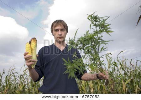 cannabisplanter