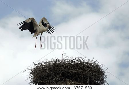 Stork in flight at cloudy sky