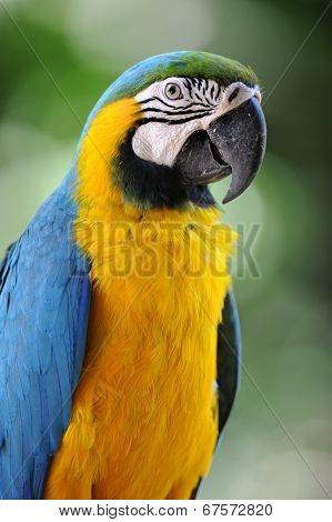 Macaw