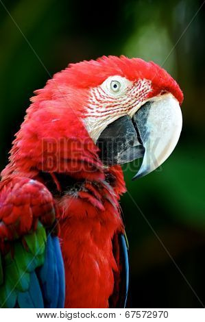 Macaw