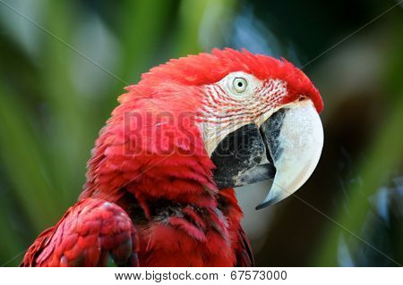 Macaw