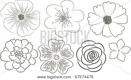 Flowers collection