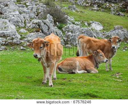 Three calf in a pasture in the Cantabrian Mountains (Picos de Europa), Asturias, Spain