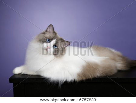Blå Bicolor Ragdoll kat på Lavendar baggrund