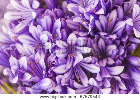 Bright inflorescence of lilac decorative southern flowers