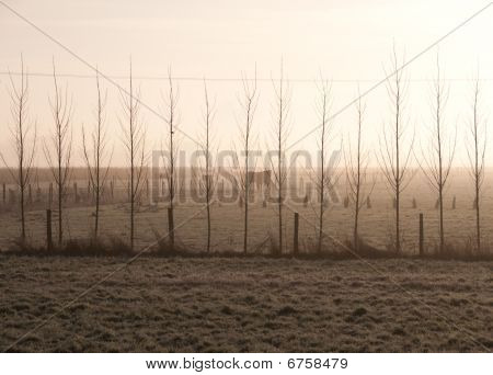Misty drzew i konie