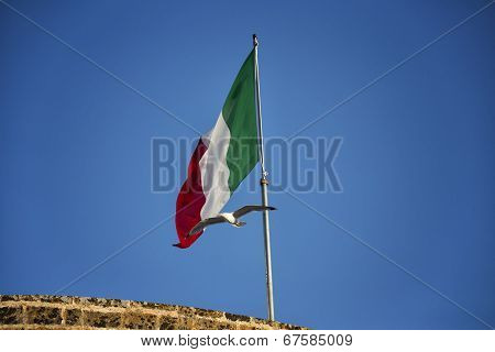 Seagulls Flying Near Italian Flag