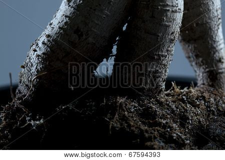 Dark scarry background - roots of a Bonsai