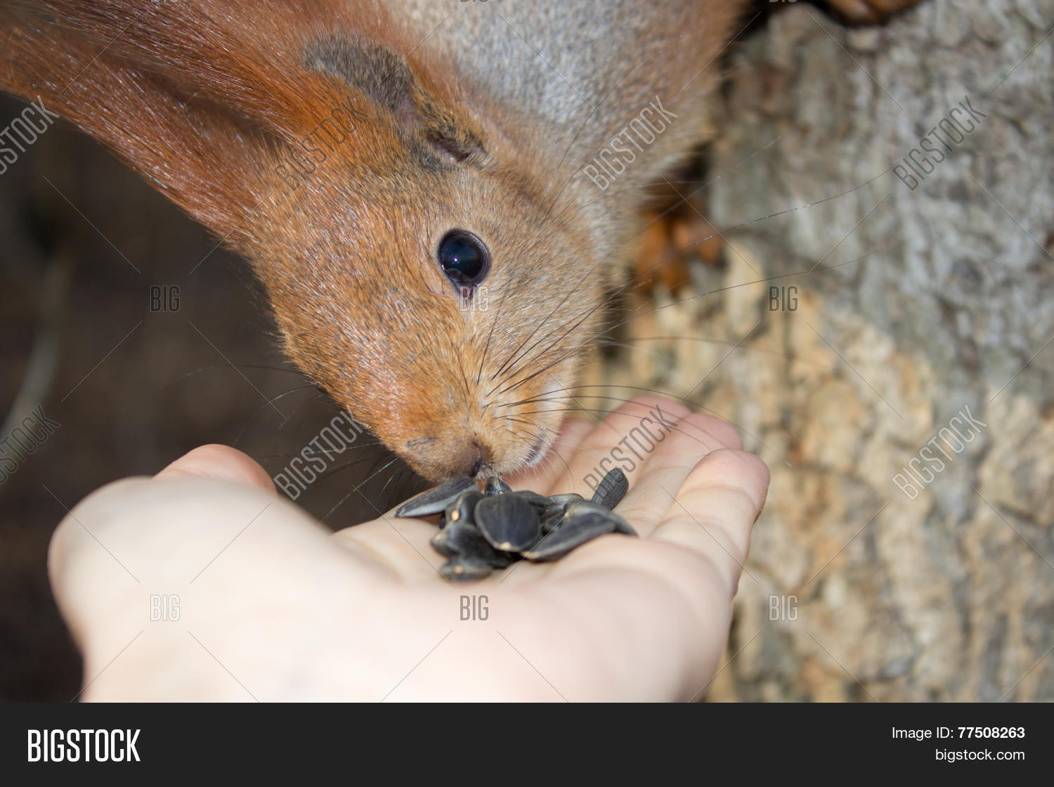 Image Preview