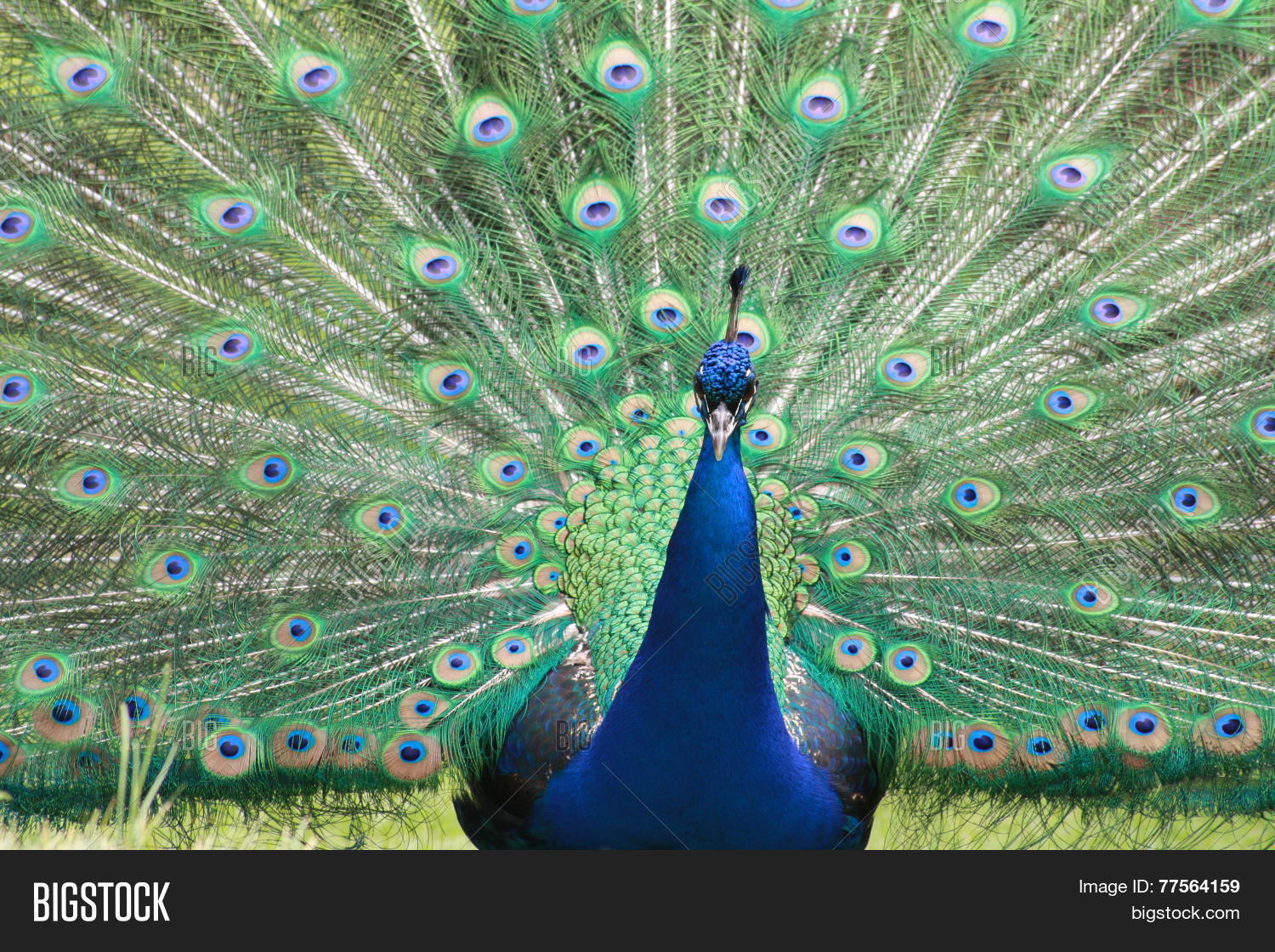 Image Preview