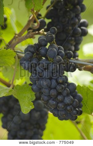 Purpurové hrozny