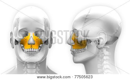 Male Maxilla Bone Skull Anatomy - Isolated On White