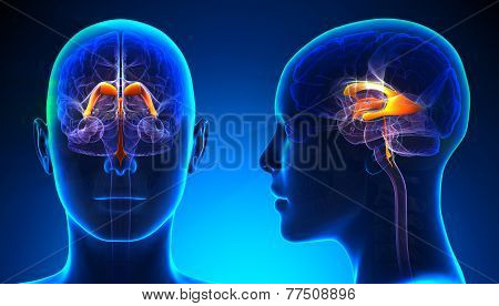 Female Venctricles Of Brain Anatomy