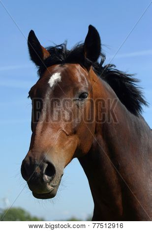 Beautiful horse