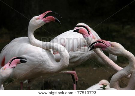 Greater flamingoes (Phoenicopterus roseus).