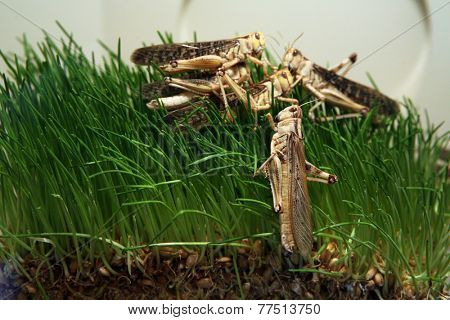 Desert locust (Schistocerca gregaria) eating green grass. 
