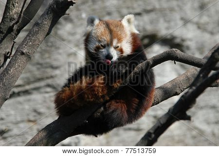 Red panda (Ailurus fulgens), also known as the lesser panda and the red cat-bear.