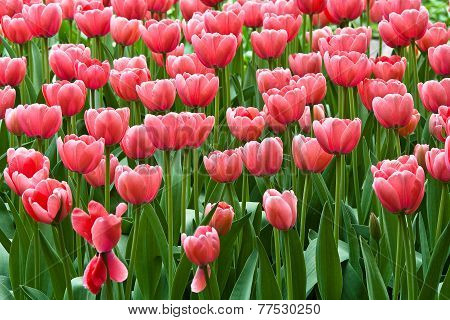 Red Tulips