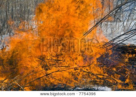 Plamen Brushfire
