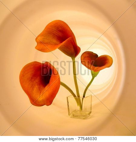 calla