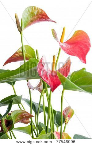 Anthurium. Beautiful Flower On Light Background