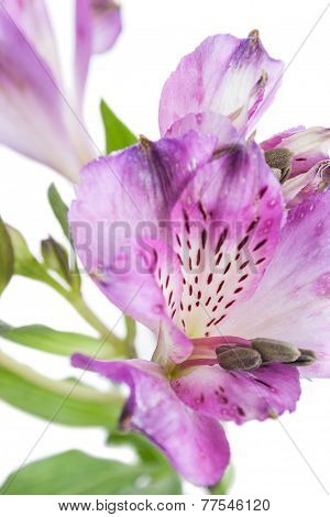 Alstroemeria. Beautiful Flower On Light Background