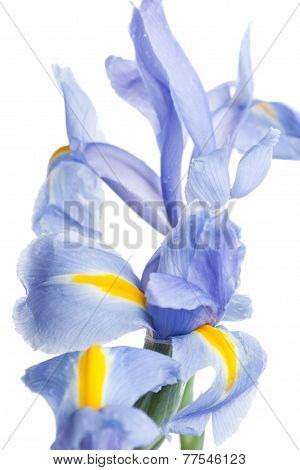 Iris. Beautiful Flower On Light Background