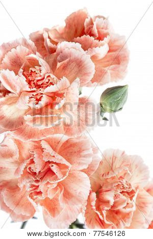 Clove. Beautiful Flower On Light Background